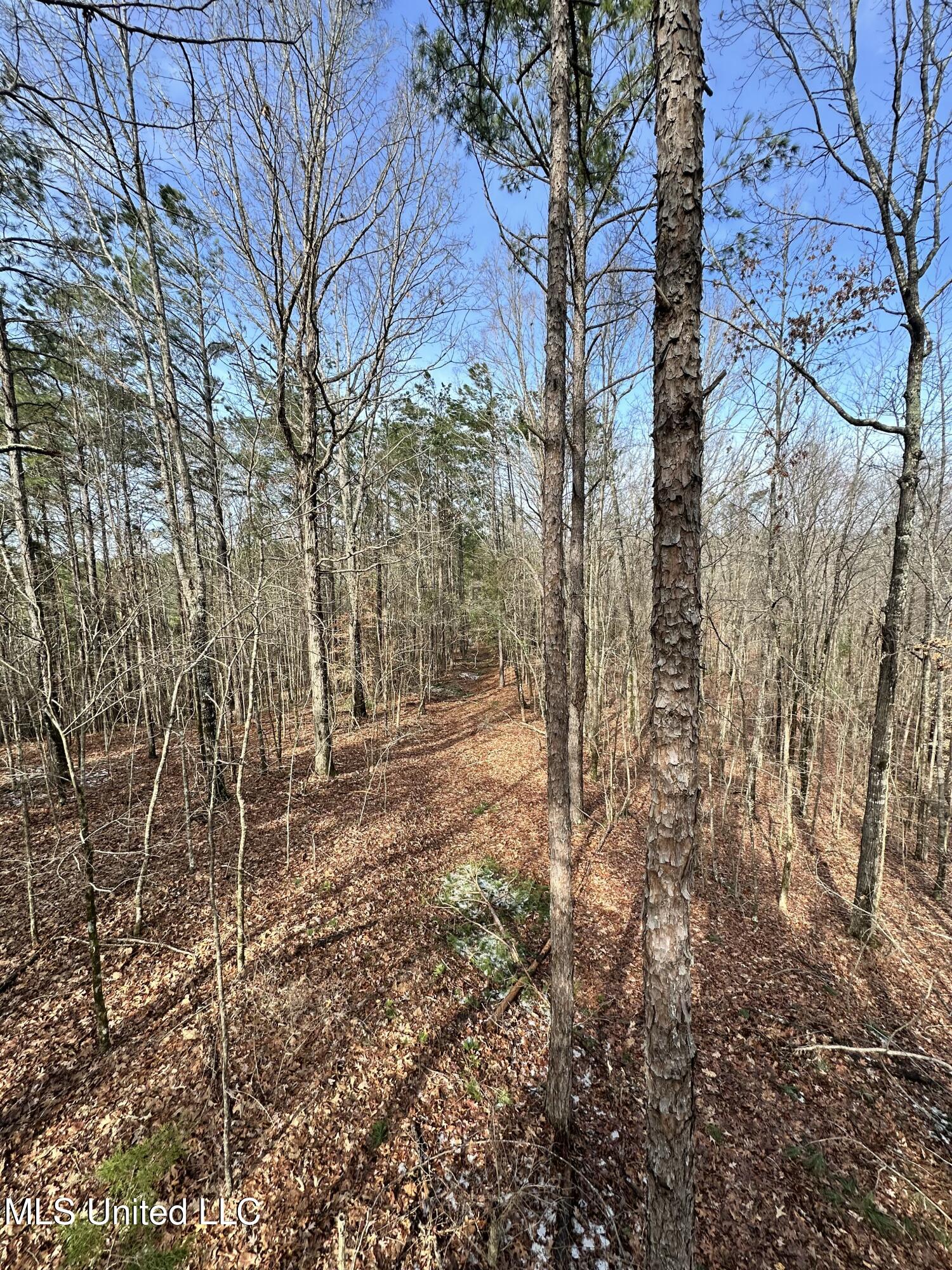 Bagasha Road Vaiden, MS 39176 - Photo 33 of 61 IMG_7068 2