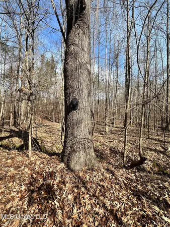 $1,156,000 | Bagasha Road, Vaiden, MS 39176