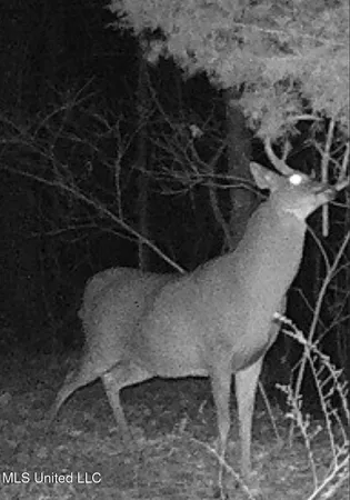 $1,156,000 | Bagasha Road, Vaiden, MS 39176