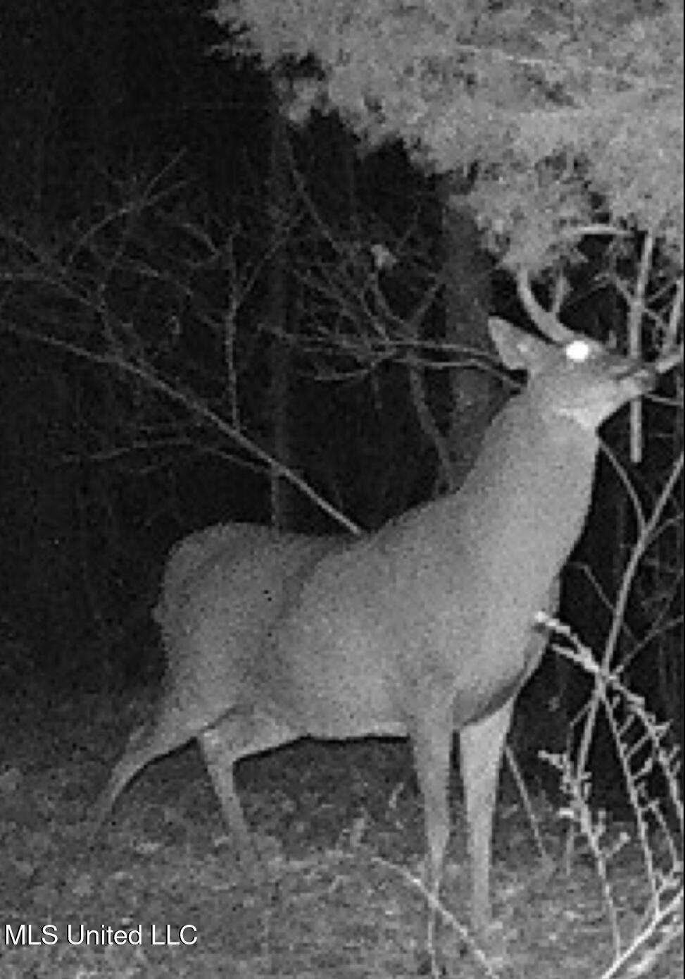 Bagasha Road Vaiden, MS 39176 - Photo 60 of 61 View recent photos