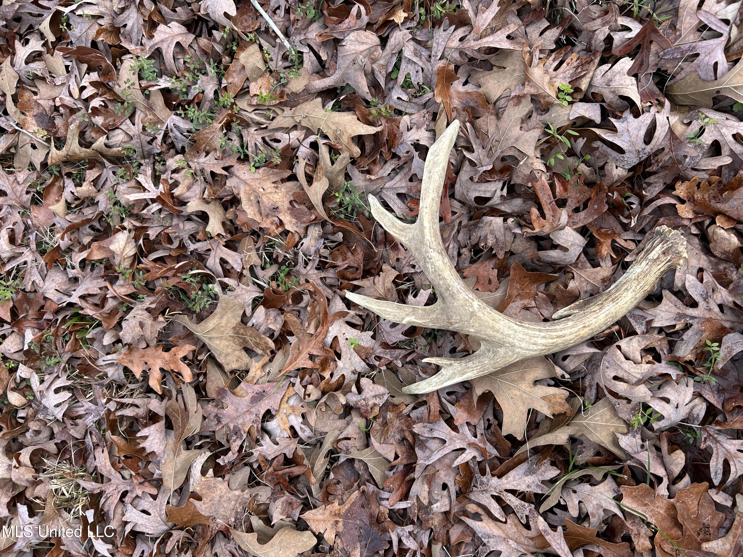 Bagasha Road Vaiden, MS 39176 - Photo 61 of 61 IMG_5030