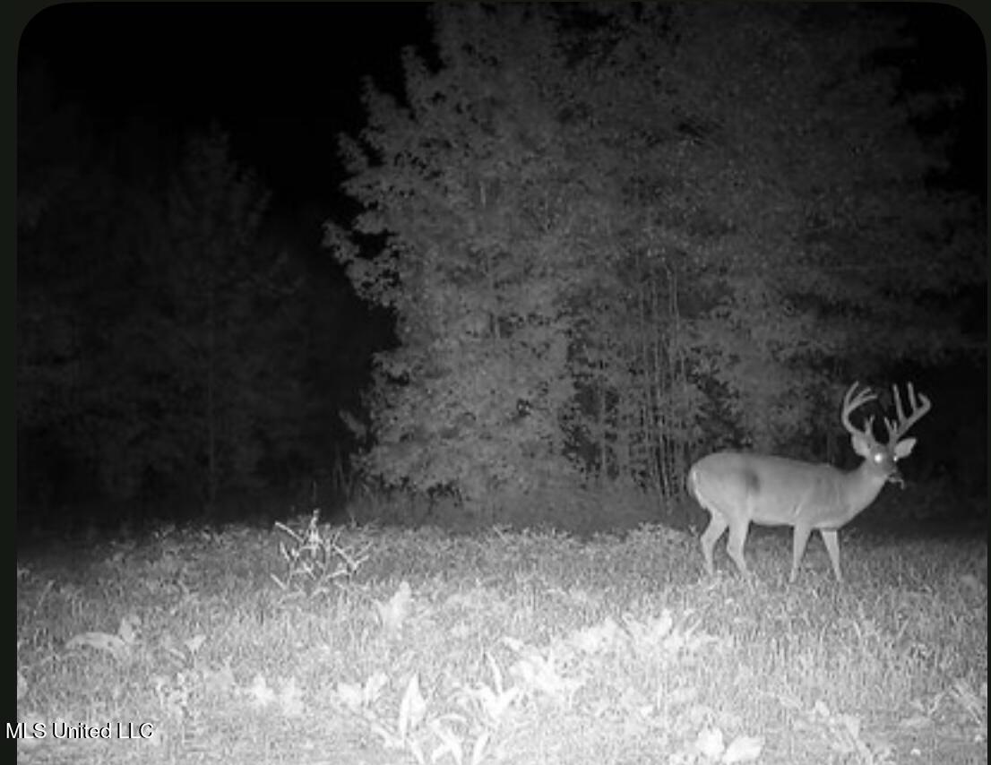 Bagasha Road Vaiden, MS 39176 - Photo 7 of 61 View recent photos 3