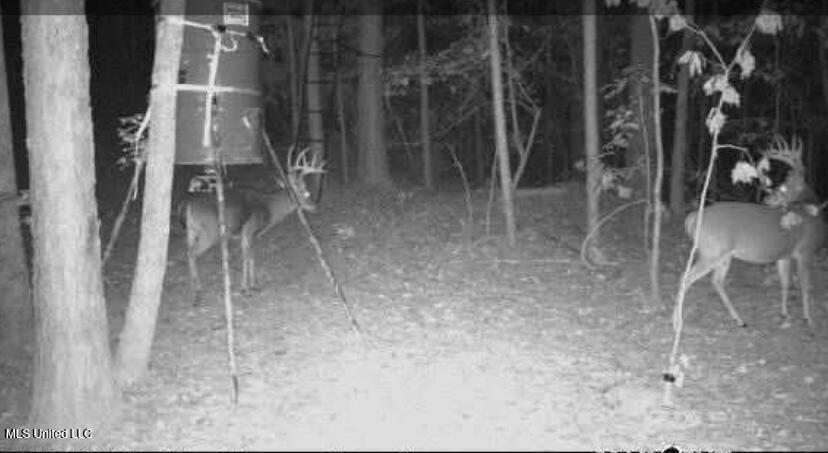 Bagasha Road Vaiden, MS 39176 - Photo 8 of 61 View recent photos 2