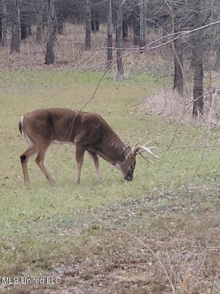 Bagasha Road Vaiden, MS 39176 - Photo 9 of 61 IMG_0077
