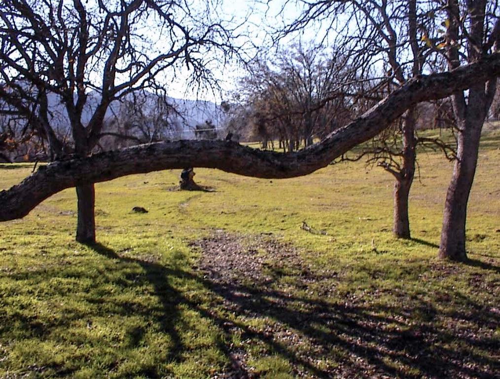 39950 Millwood Road Dunlap, CA 93621 - Photo 11 of 64