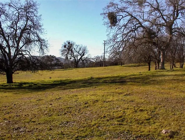 a view of a yard with plants and large tree