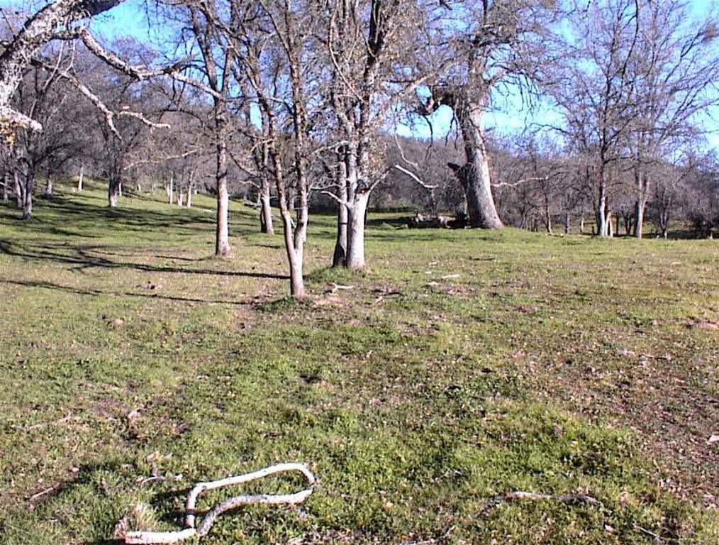 39950 Millwood Road Dunlap, CA 93621 - Photo 27 of 64 a view of a park with large trees