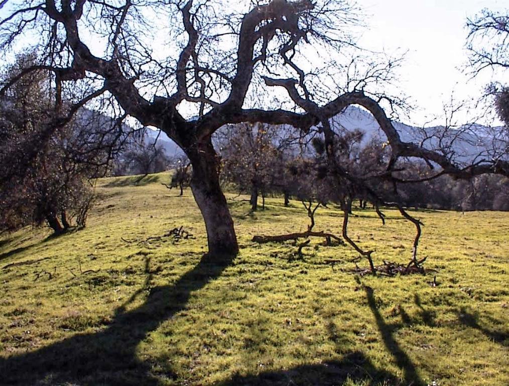 39950 Millwood Road Dunlap, CA 93621 - Photo 32 of 64 a view of a yard with plants and large tree