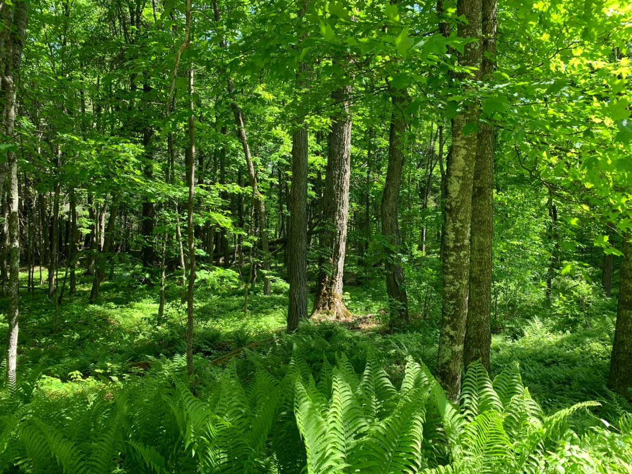 On Goodrich Road Watersmeet, MI 49969 - Photo 3 of 4 Gallery Image 3