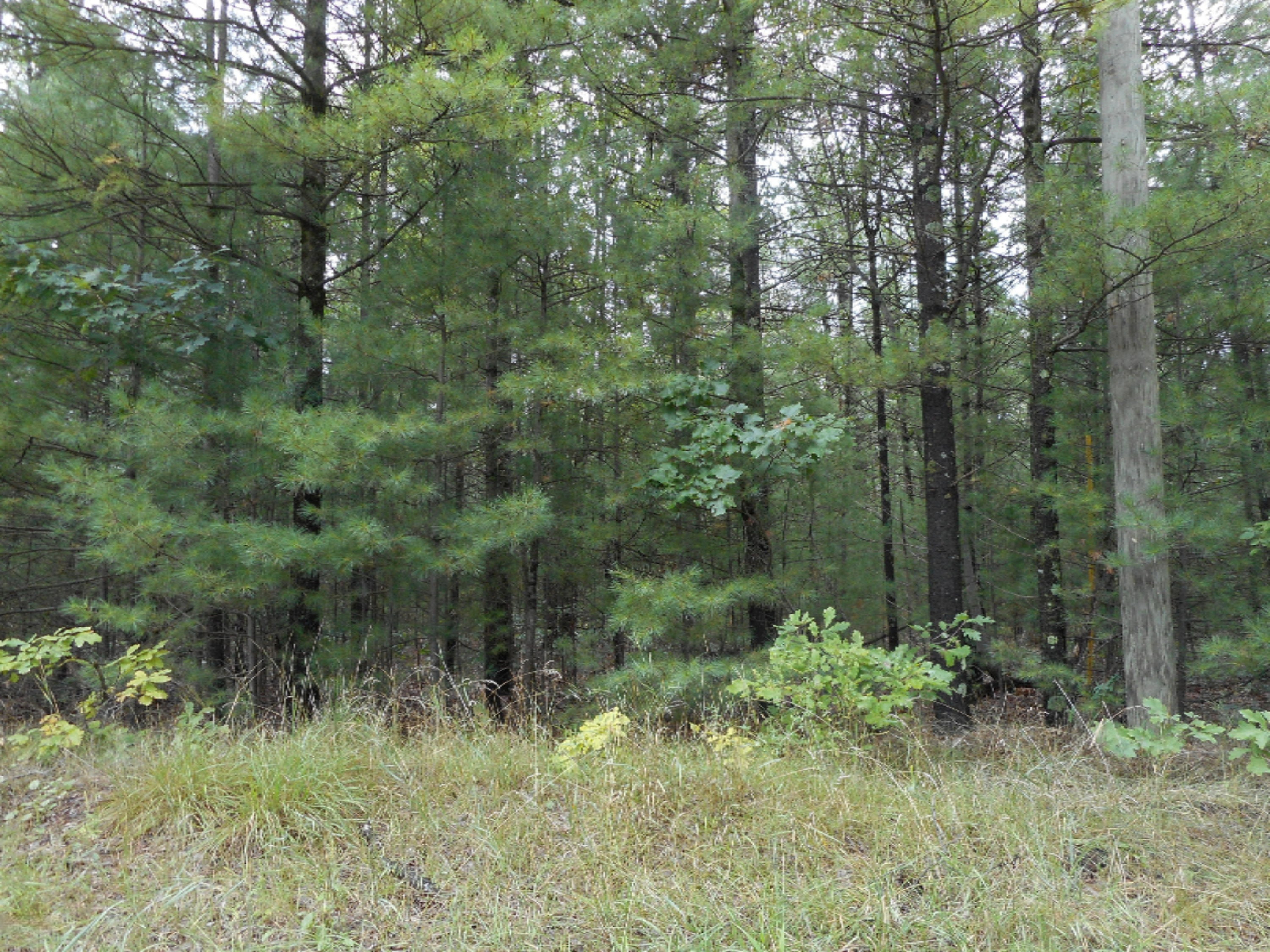 3176 Brunswick Road Holton, MI 49425 - Photo 1 of 1 DSCN1289