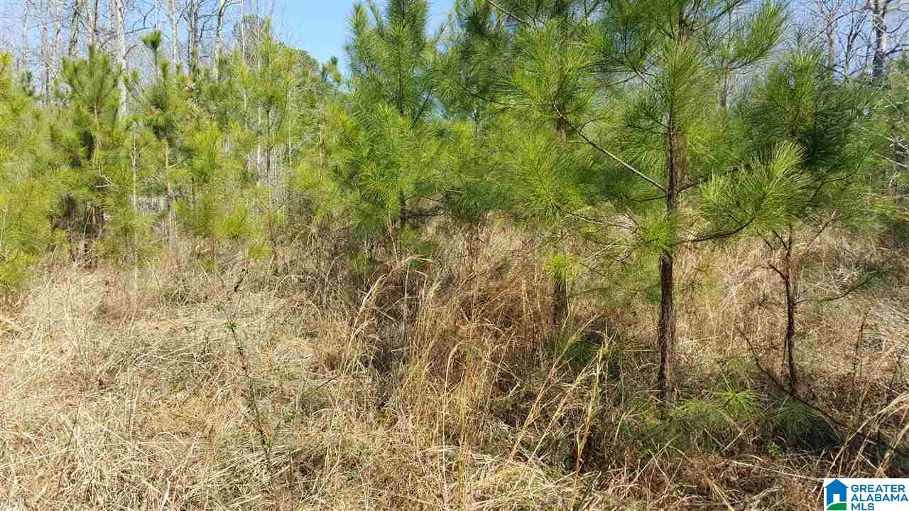 0 Copeland Ferry Road Cordova, AL 35550 - Photo 2 of 6 Gallery Image 2