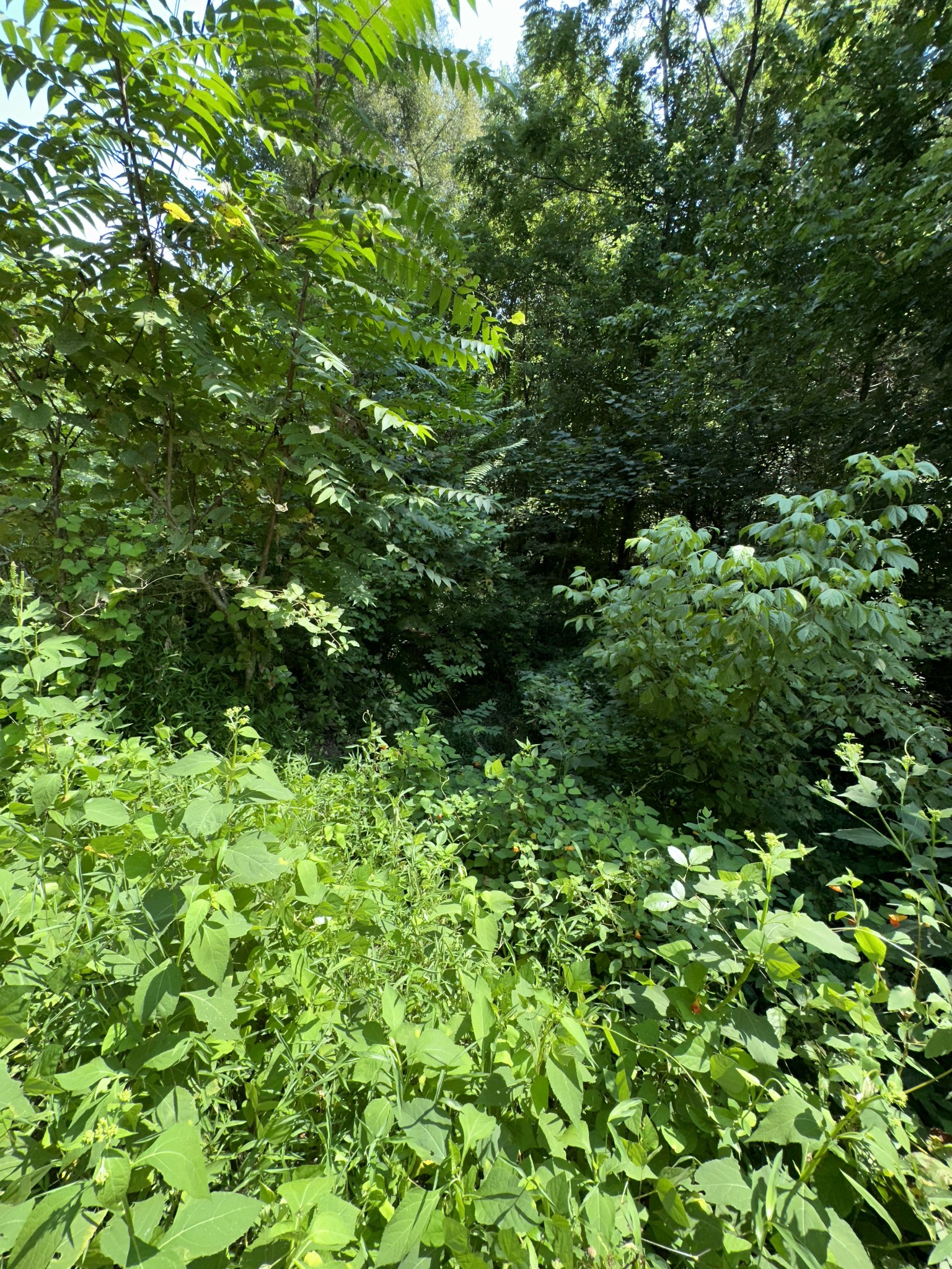 342 Omer Short Road Moss, TN 38575 - Photo 2 of 15 a view of a lush green forest