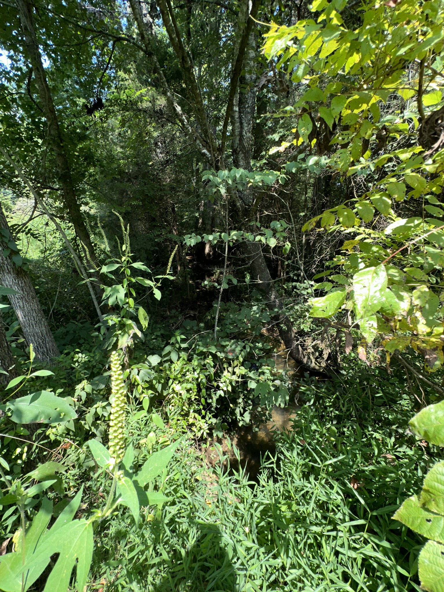 342 Omer Short Road Moss, TN 38575 - Photo 3 of 15 a backyard of a house with lots of plant