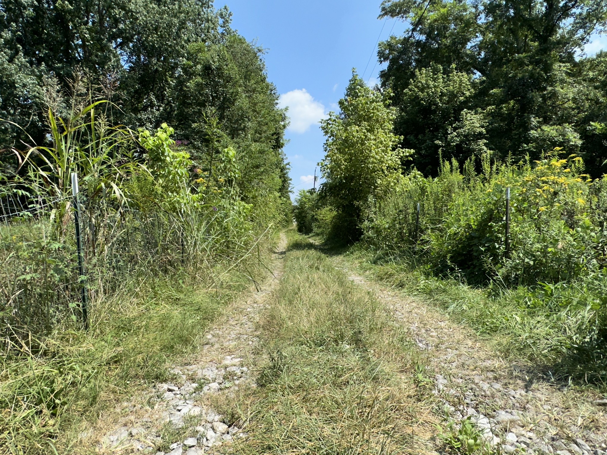 342 Omer Short Road Moss, TN 38575 - Photo 4 of 15 a view of a lush green forest