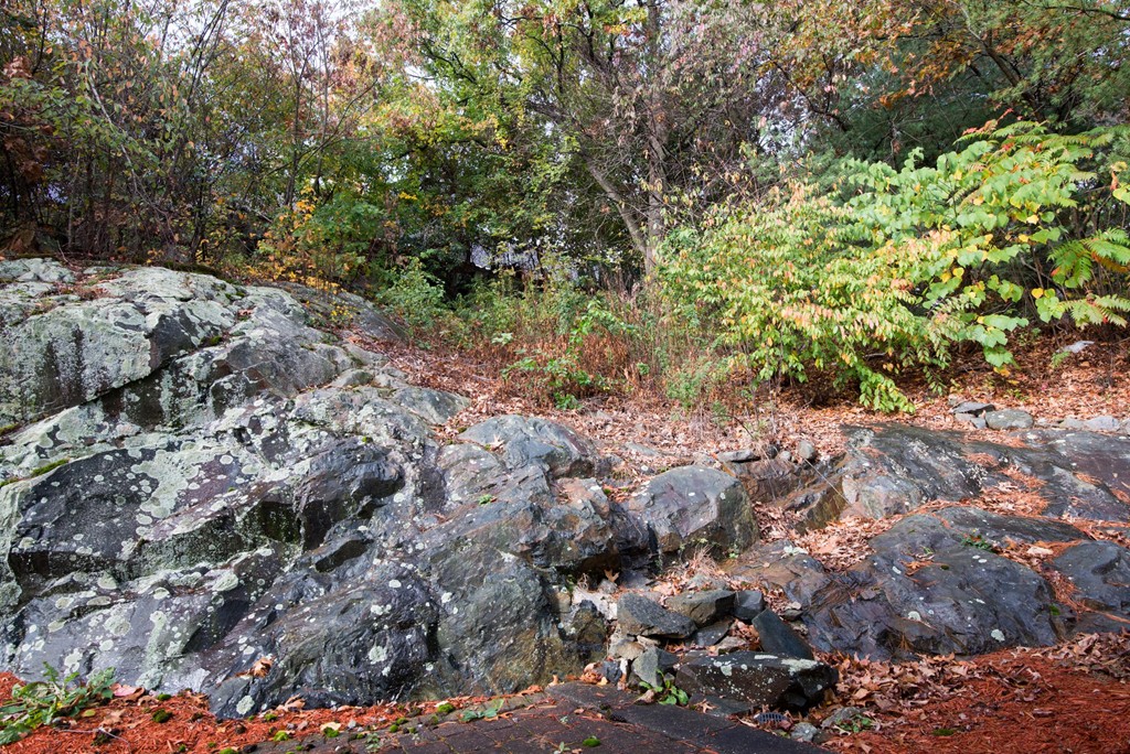 5 Fatima Road Stoneham, MA 02180 - Photo 18 of 20 a view of a forest with a tree
