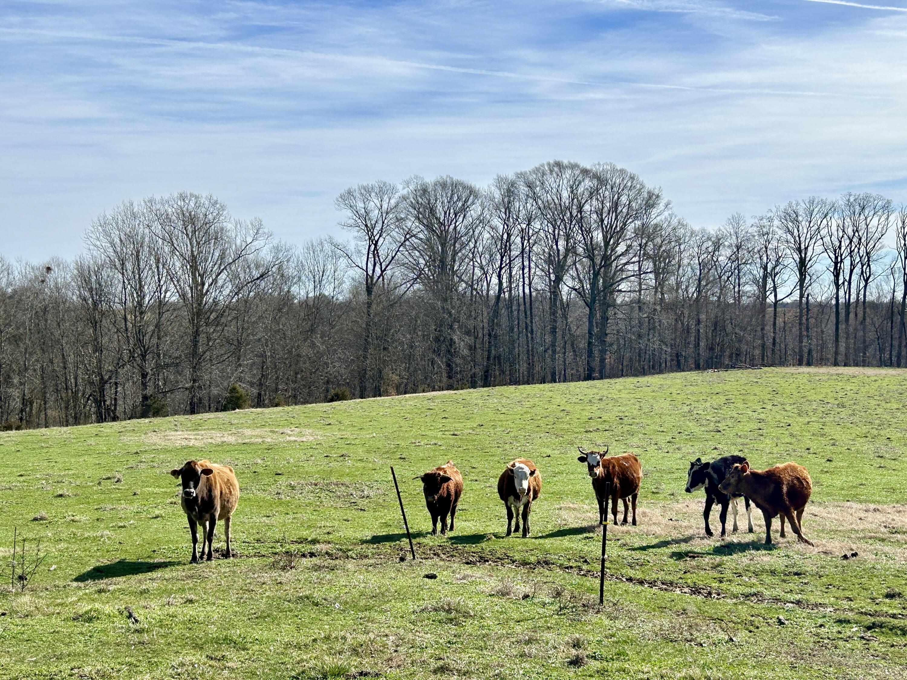3175 Ard Ridge Road Nancy, KY 42544 - Photo 6 of 45 IMG_4767