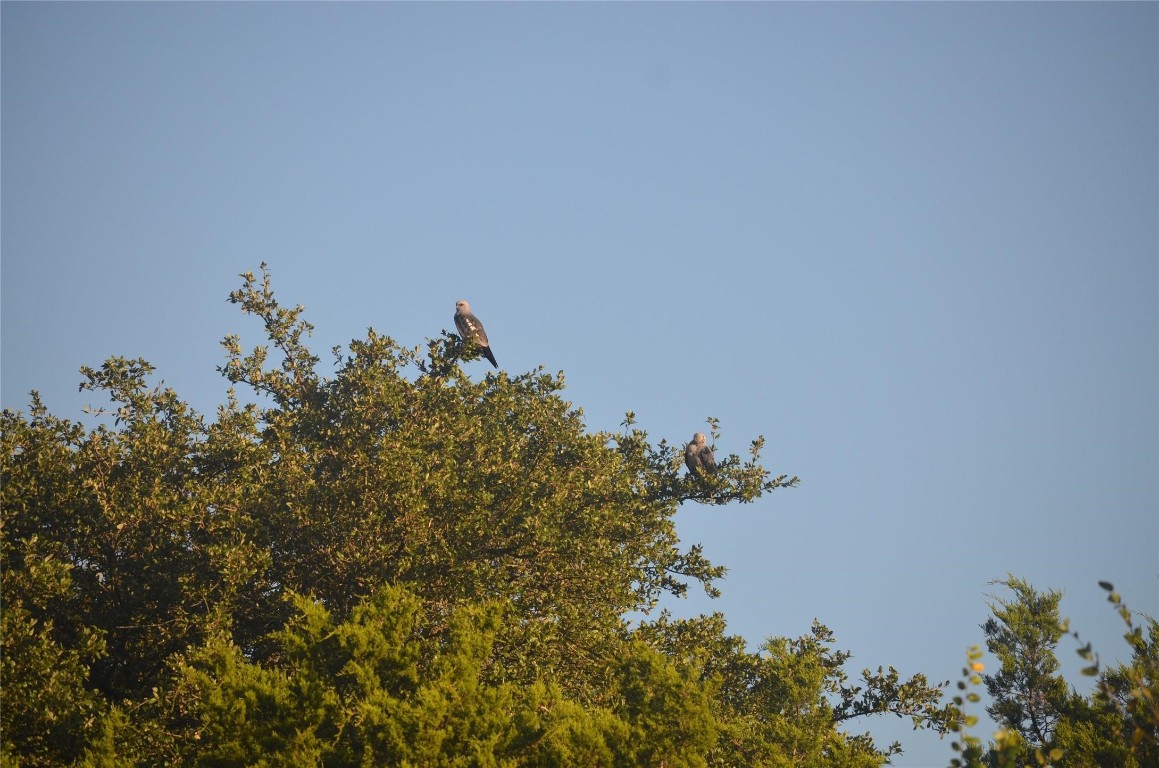 0 Balch Road Elgin, TX 78621 - Photo 1 of 1