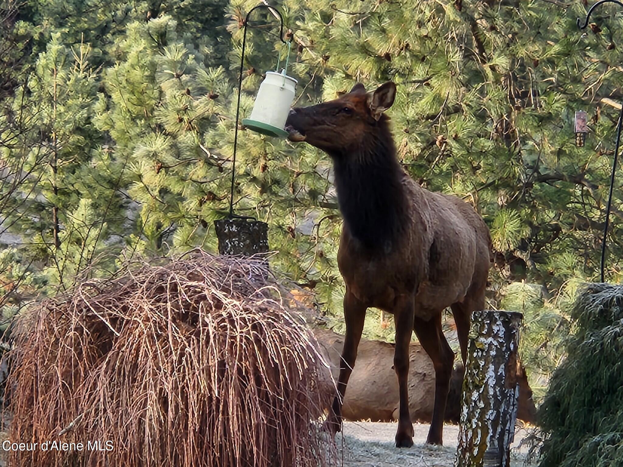 877 Heath Lake Road Sagle, ID 83860 - Photo 16 of 60 Elk At Bird Feeder