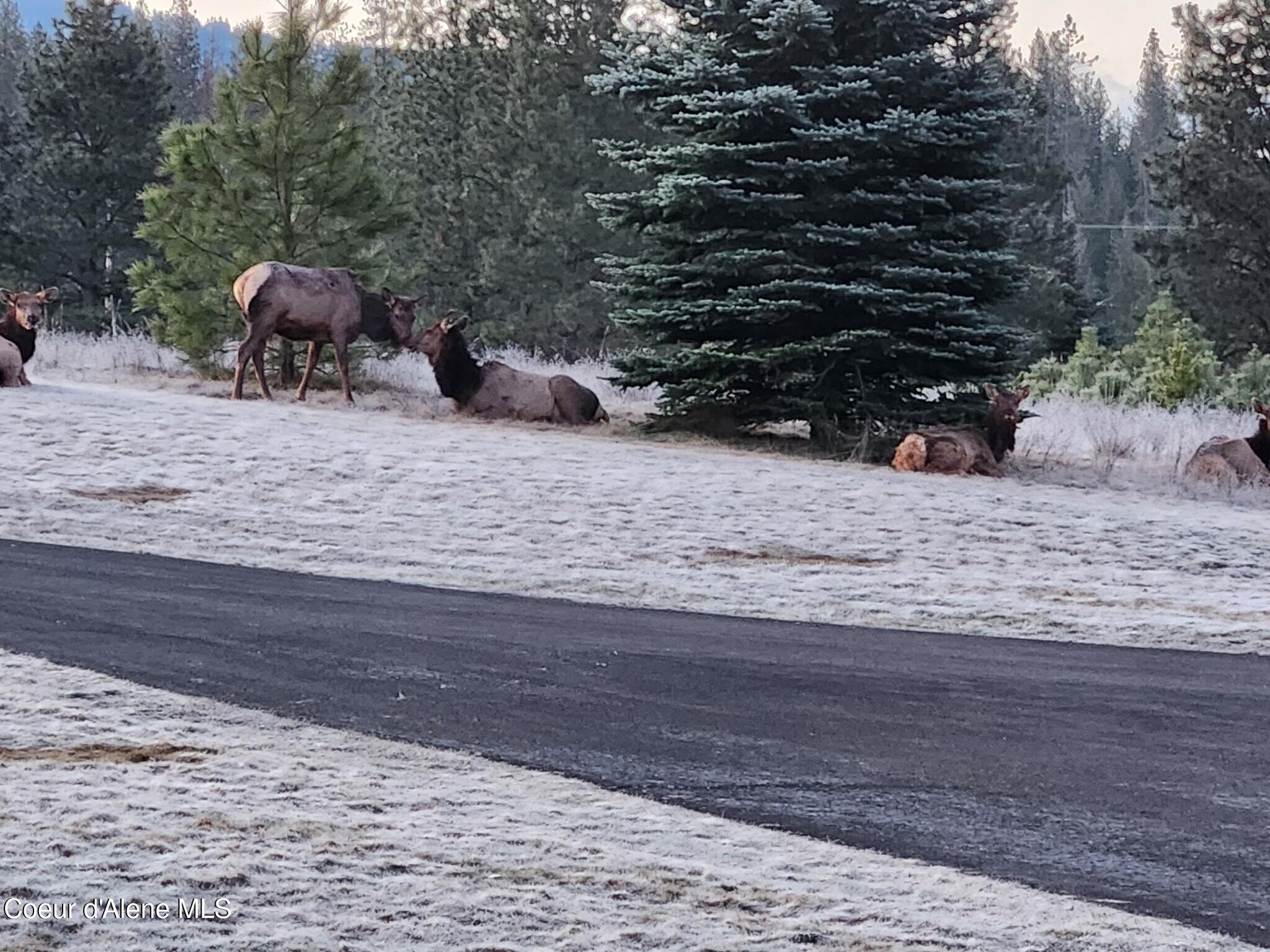 877 Heath Lake Road Sagle, ID 83860 - Photo 17 of 60 Elk at Driveway