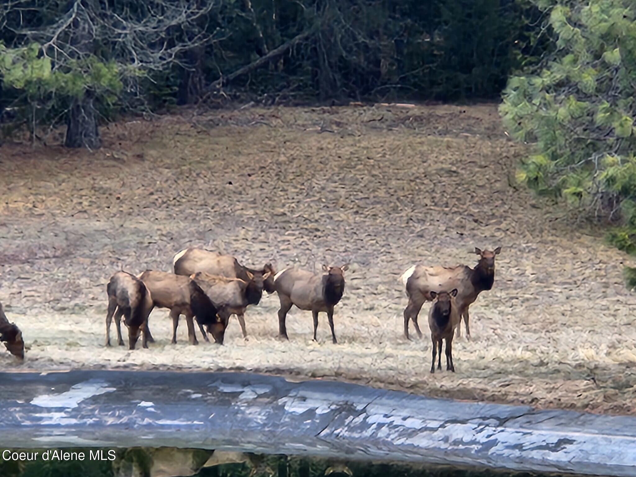 877 Heath Lake Road Sagle, ID 83860 - Photo 54 of 60 Elk at Pond