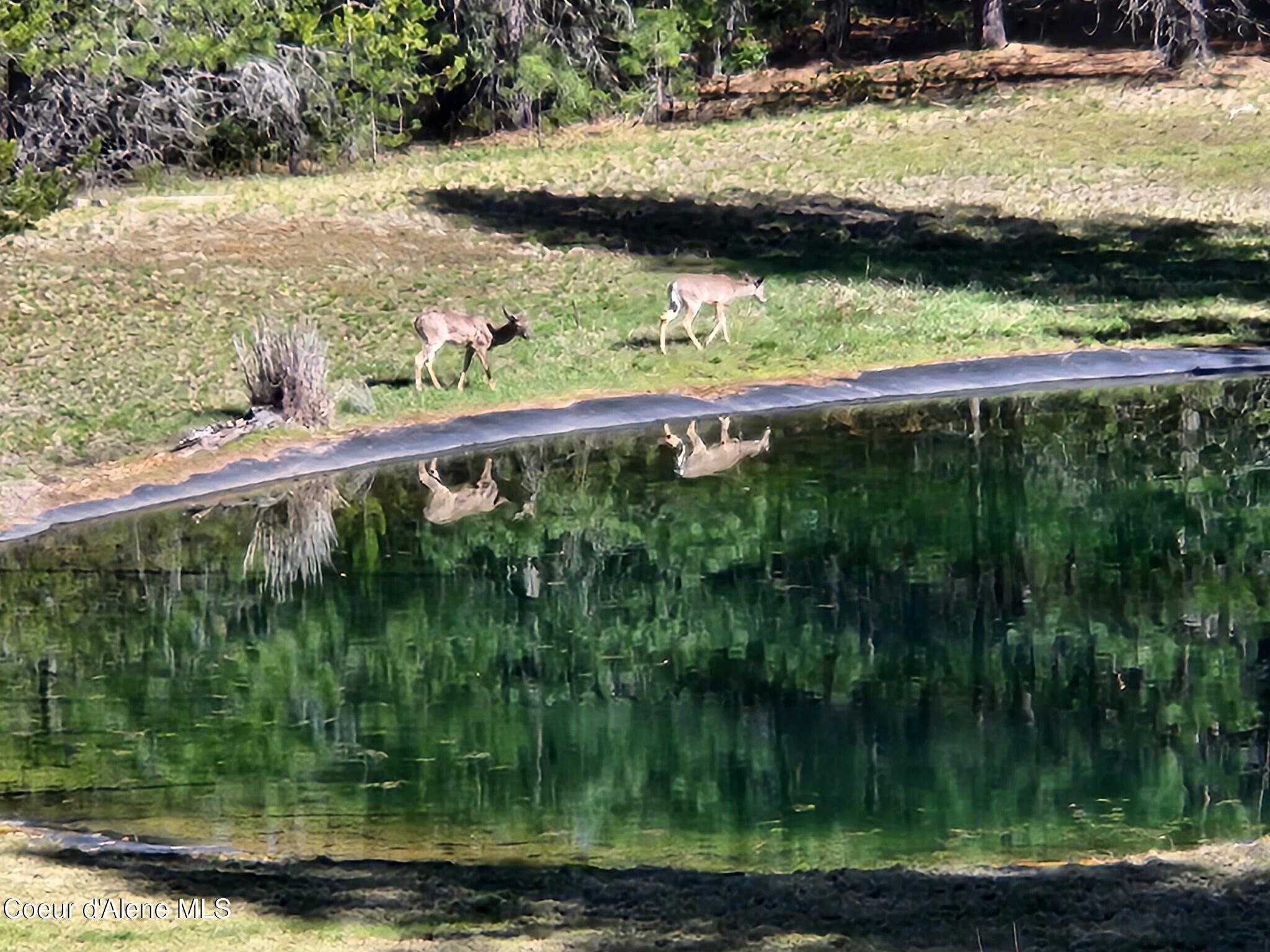 877 Heath Lake Road Sagle, ID 83860 - Photo 55 of 61 Deer at Pond