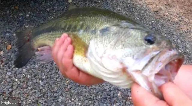 $524,900 | 316 Plantation Drive, Montross, VA 22520