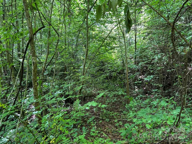a view of a lush green forest