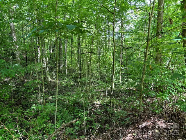 a view of a lush green forest
