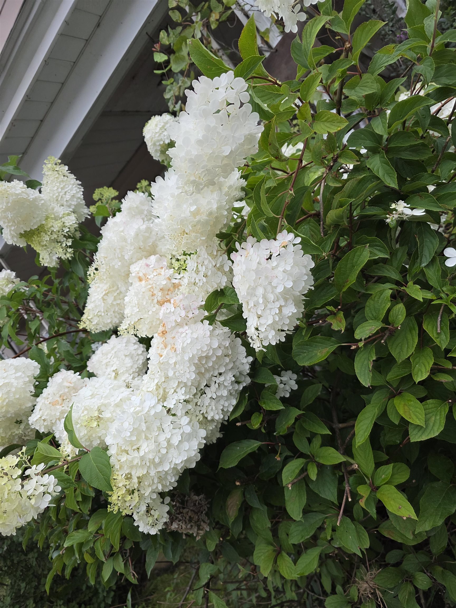 105 Brook Street Barre, VT 05641 - Photo 3 of 29