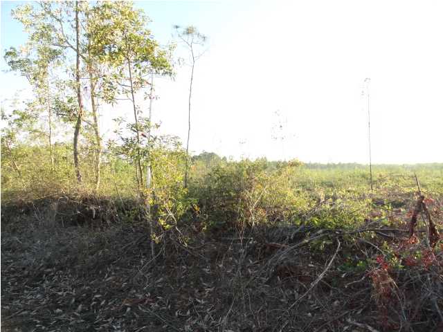 2 Hickory Hammock Road Carrabelle, FL 32322 - Photo 4 of 7