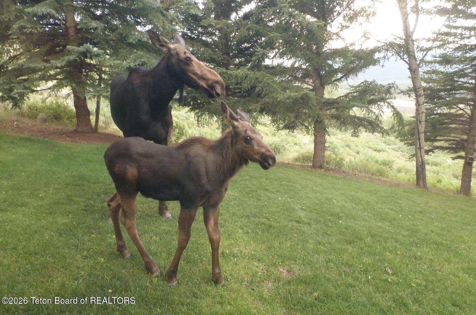 575 North Bar Y Road Jackson, WY 83001 - Photo 16 of 49 Momma Moose and Baby
