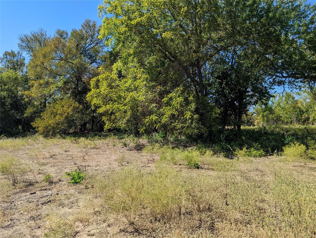 a view of a yard with trees