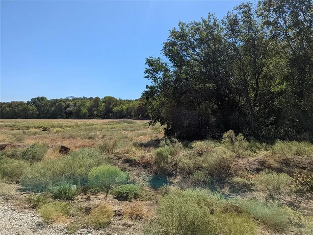a view of a forest with trees in the background