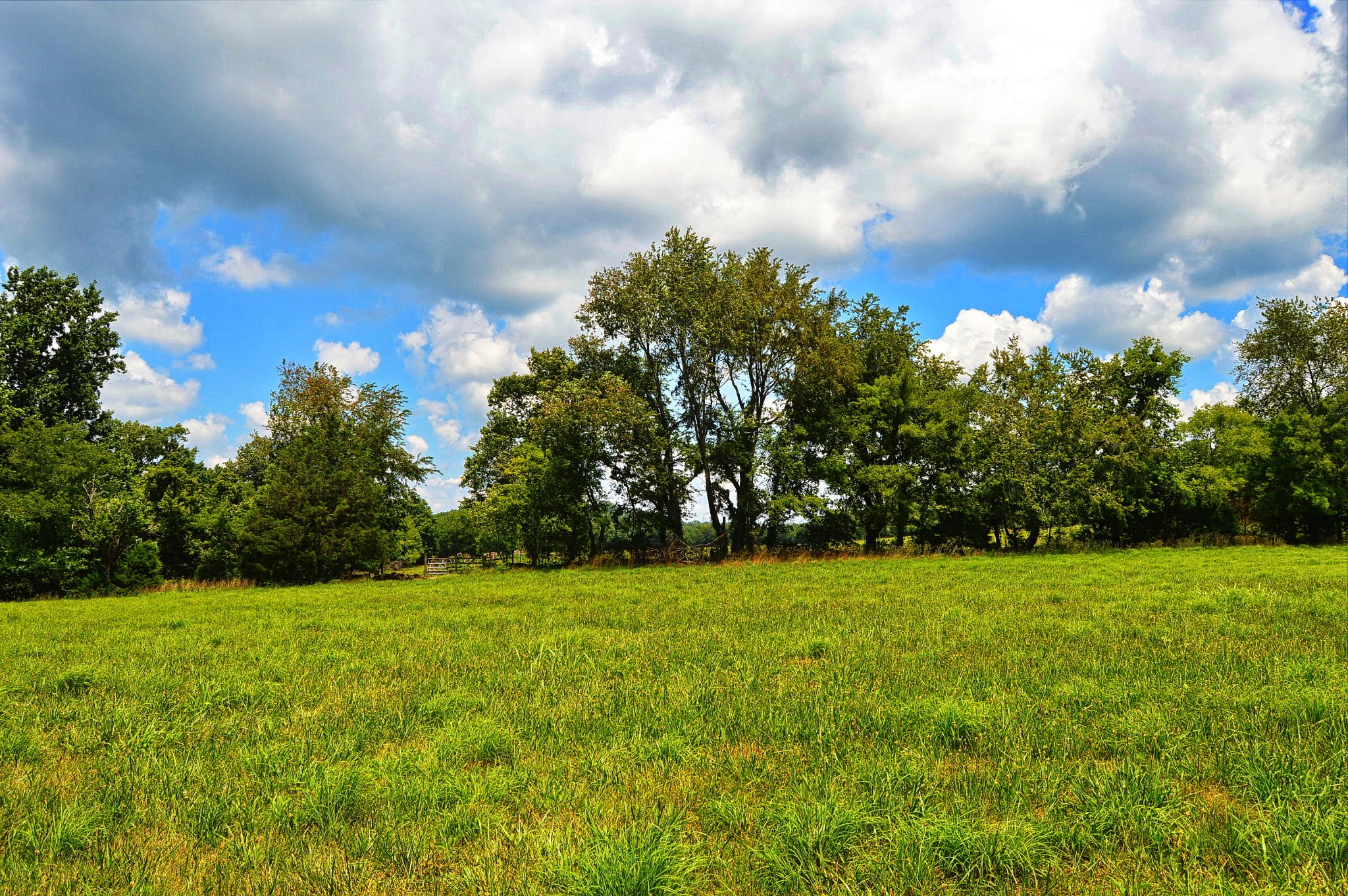297 Clark Road Pulaski, TN 38478 - Photo 8 of 18 a view of a grassy field with trees in the background