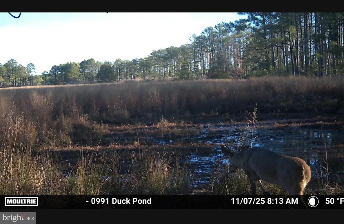 2839 Lakesville-Crapo Road Crapo, MD 21626 - Photo 11 of 50 a view of outdoor space and yard