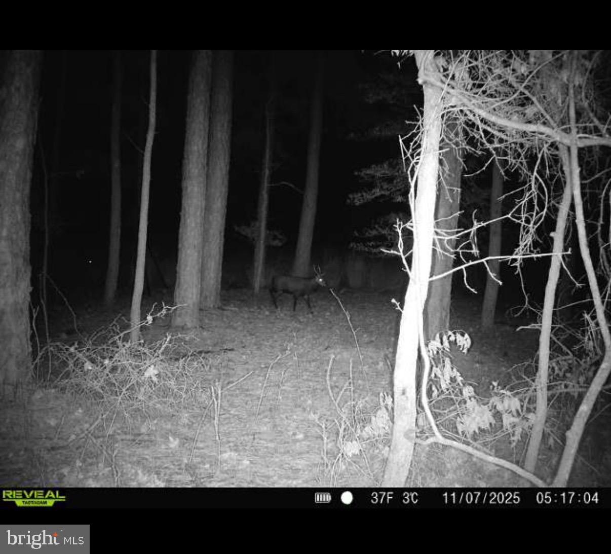 2839 Lakesville-Crapo Road Crapo, MD 21626 - Photo 15 of 50 a view of a backyard