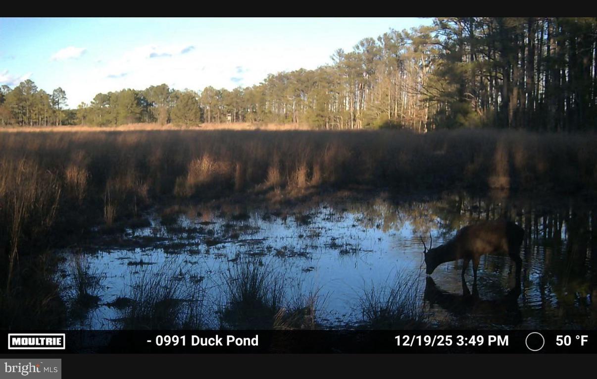 2839 Lakesville-Crapo Road Crapo, MD 21626 - Photo 20 of 50 a view of a lake in between two of trees