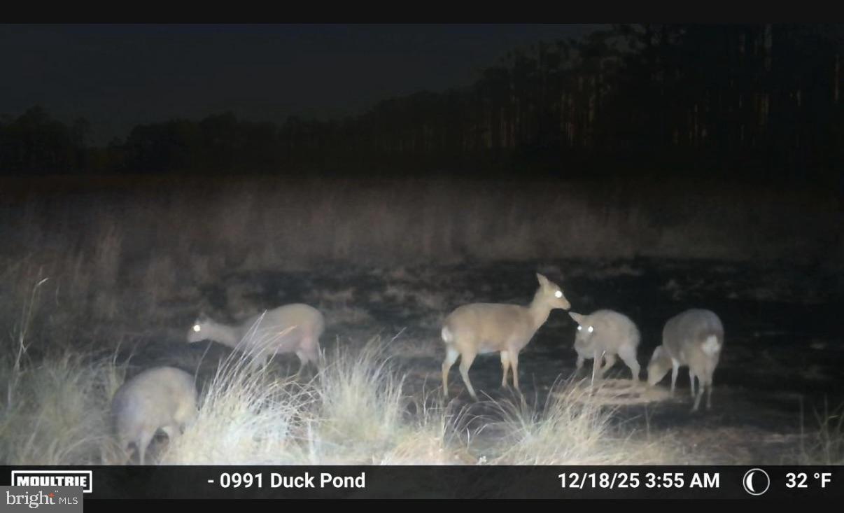 2839 Lakesville-Crapo Road Crapo, MD 21626 - Photo 21 of 50 a view of dining room and wooden floor
