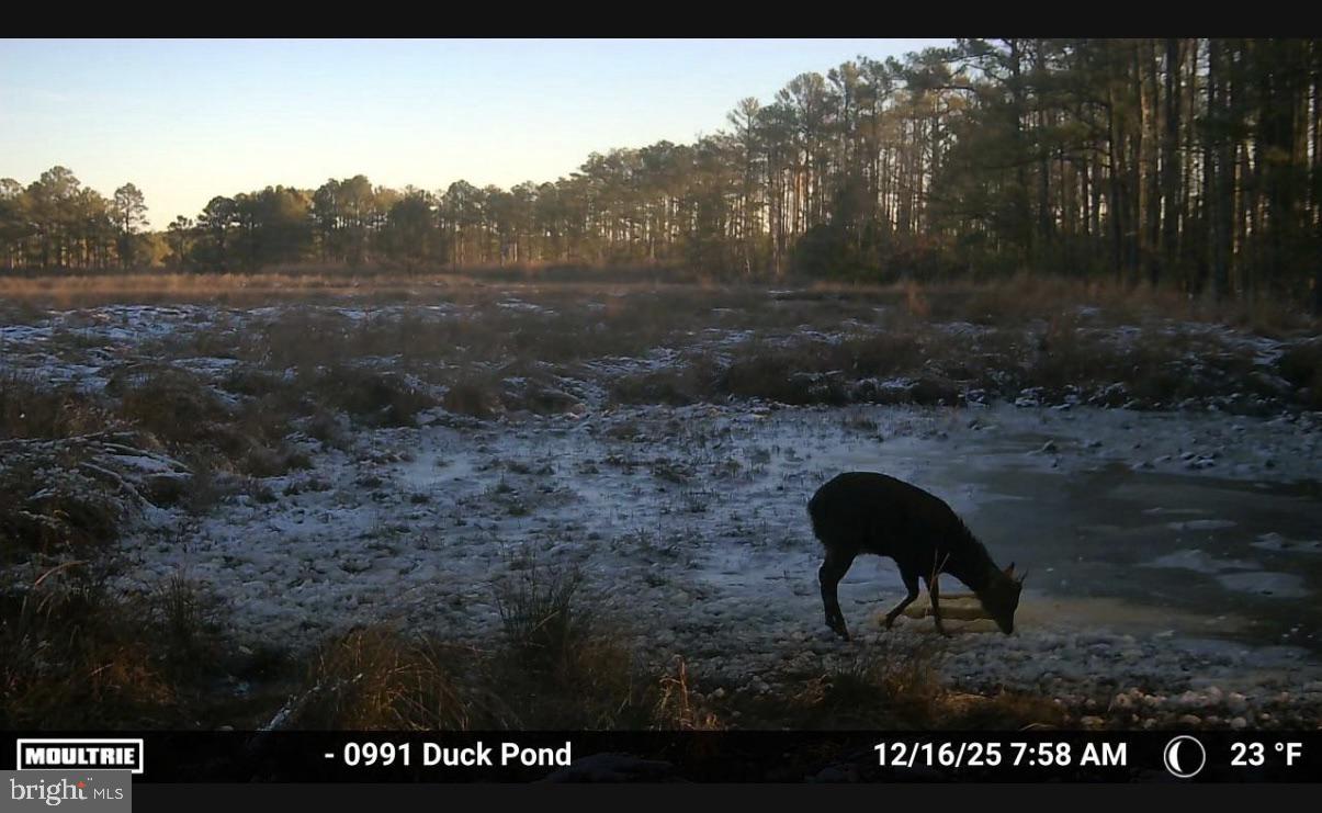 2839 Lakesville-Crapo Road Crapo, MD 21626 - Photo 23 of 50 a backyard of a house with table and chairs
