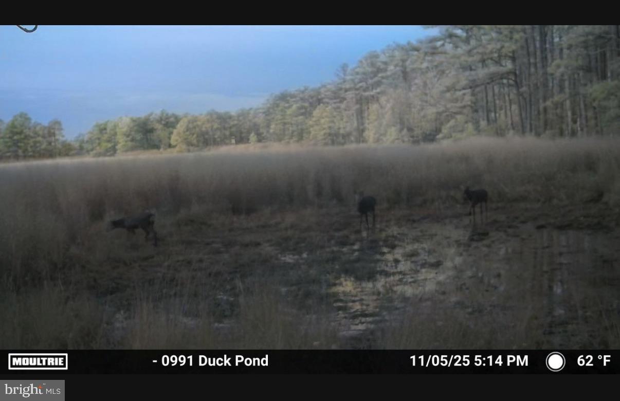 2839 Lakesville-Crapo Road Crapo, MD 21626 - Photo 27 of 50 a view of a pathway