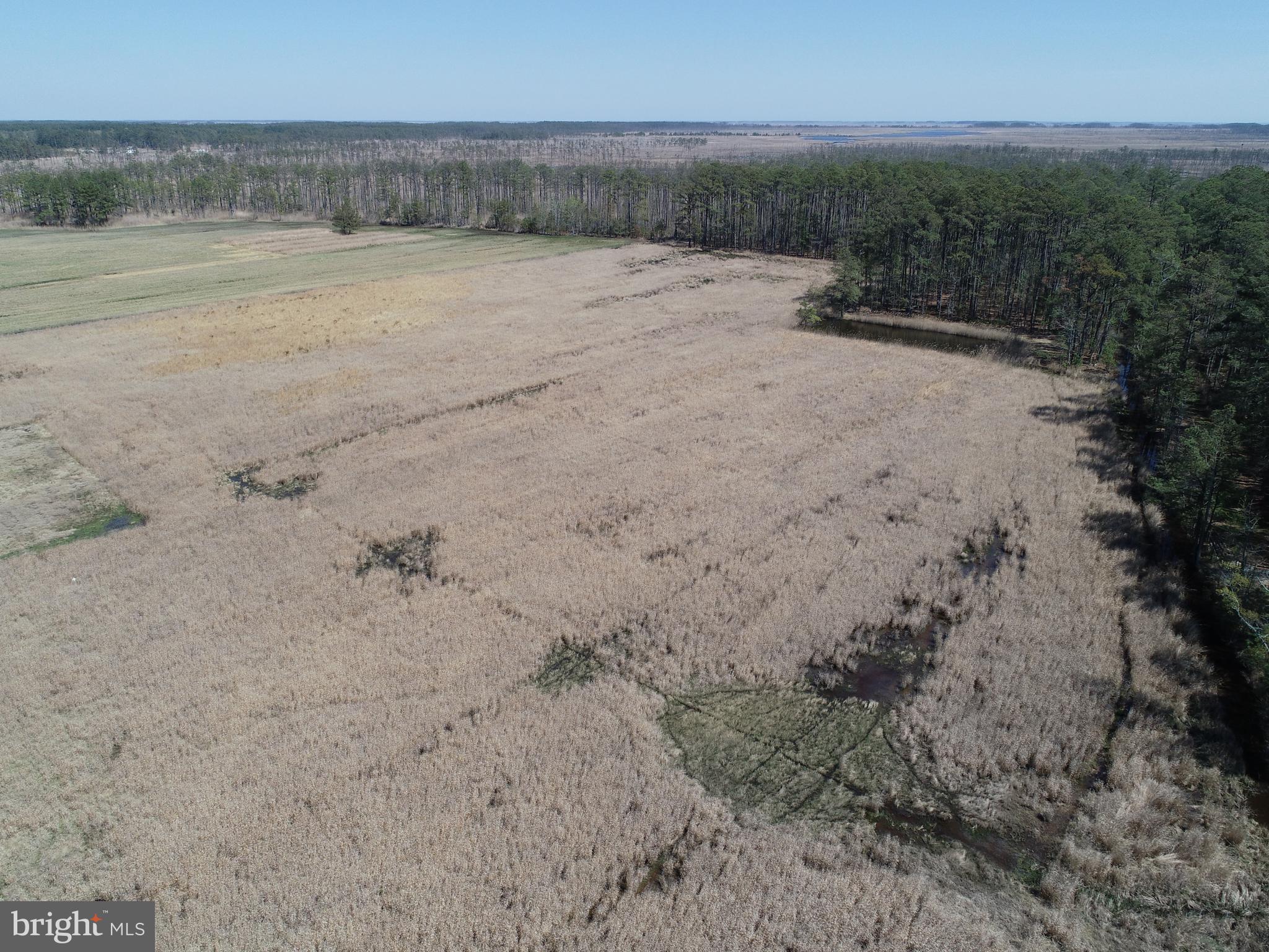 2839 Lakesville-Crapo Road Crapo, MD 21626 - Photo 32 of 50 a view of a dry field with trees in the background