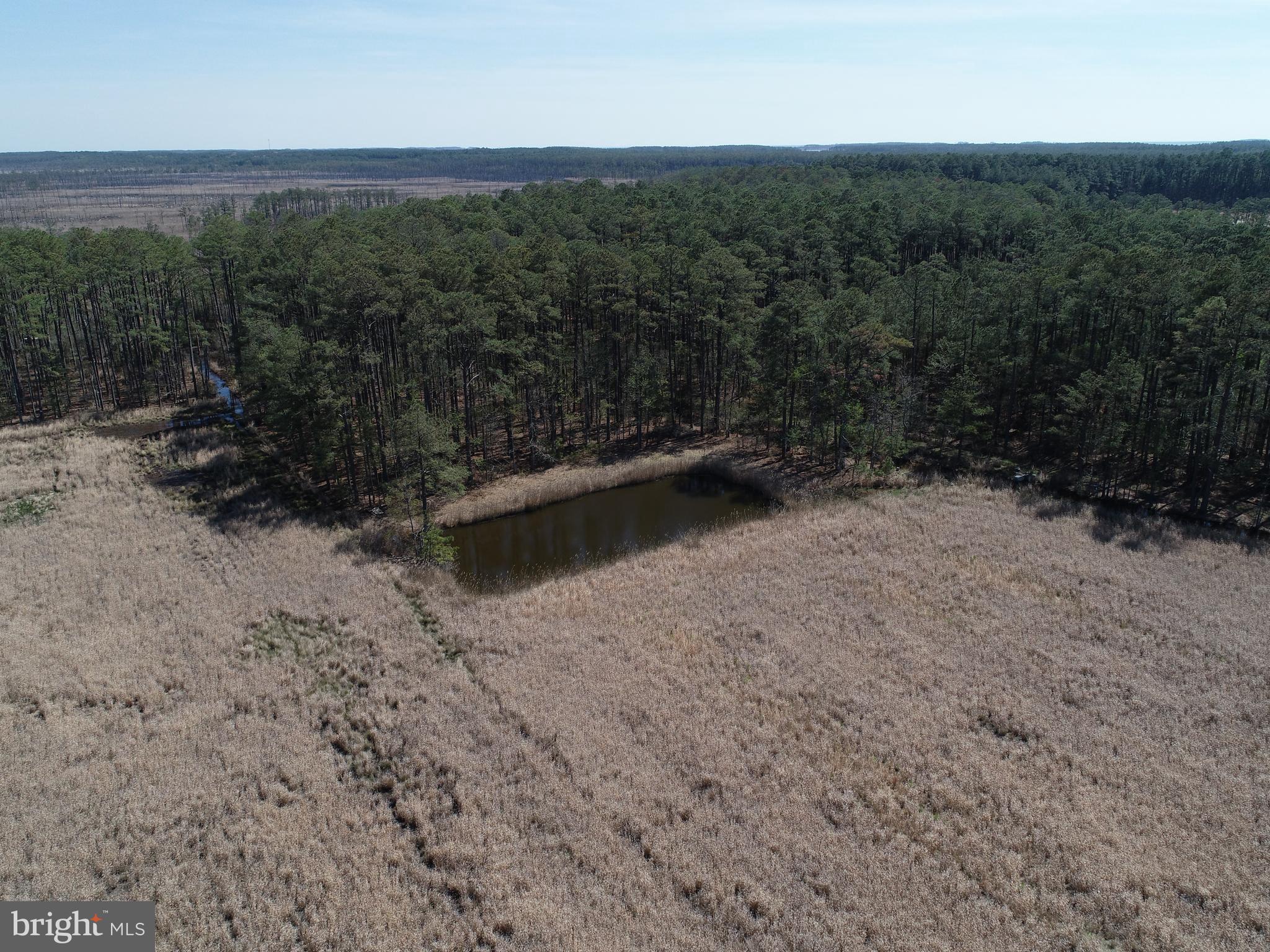 2839 Lakesville-Crapo Road Crapo, MD 21626 - Photo 36 of 50 a view of a dry yard with trees