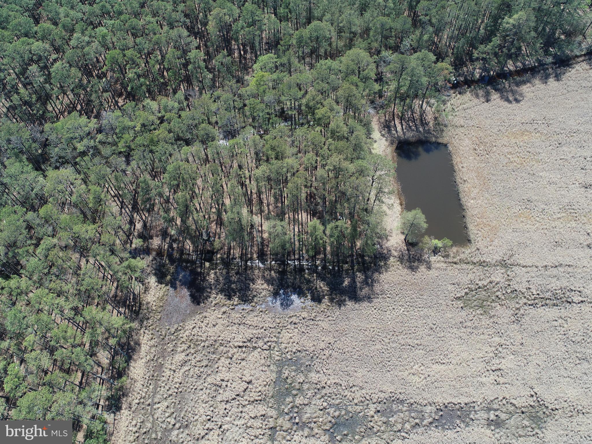 2839 Lakesville-Crapo Road Crapo, MD 21626 - Photo 39 of 50 a view of a yard with trees