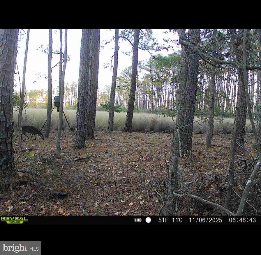 2839 Lakesville-Crapo Road Crapo, MD 21626 - Photo 8 of 50 a view of a outdoor space