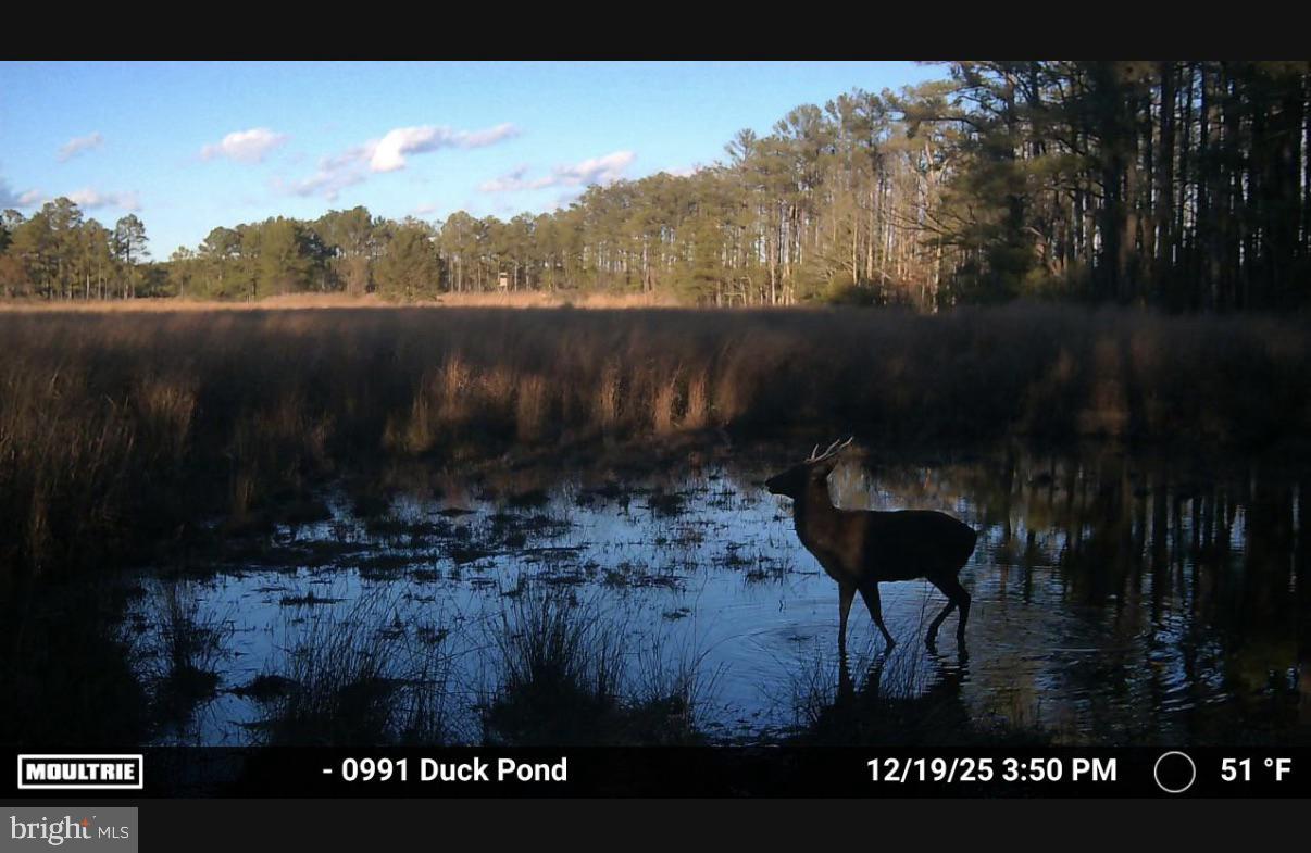 2839 Lakesville-Crapo Road Crapo, MD 21626 - Photo 10 of 50