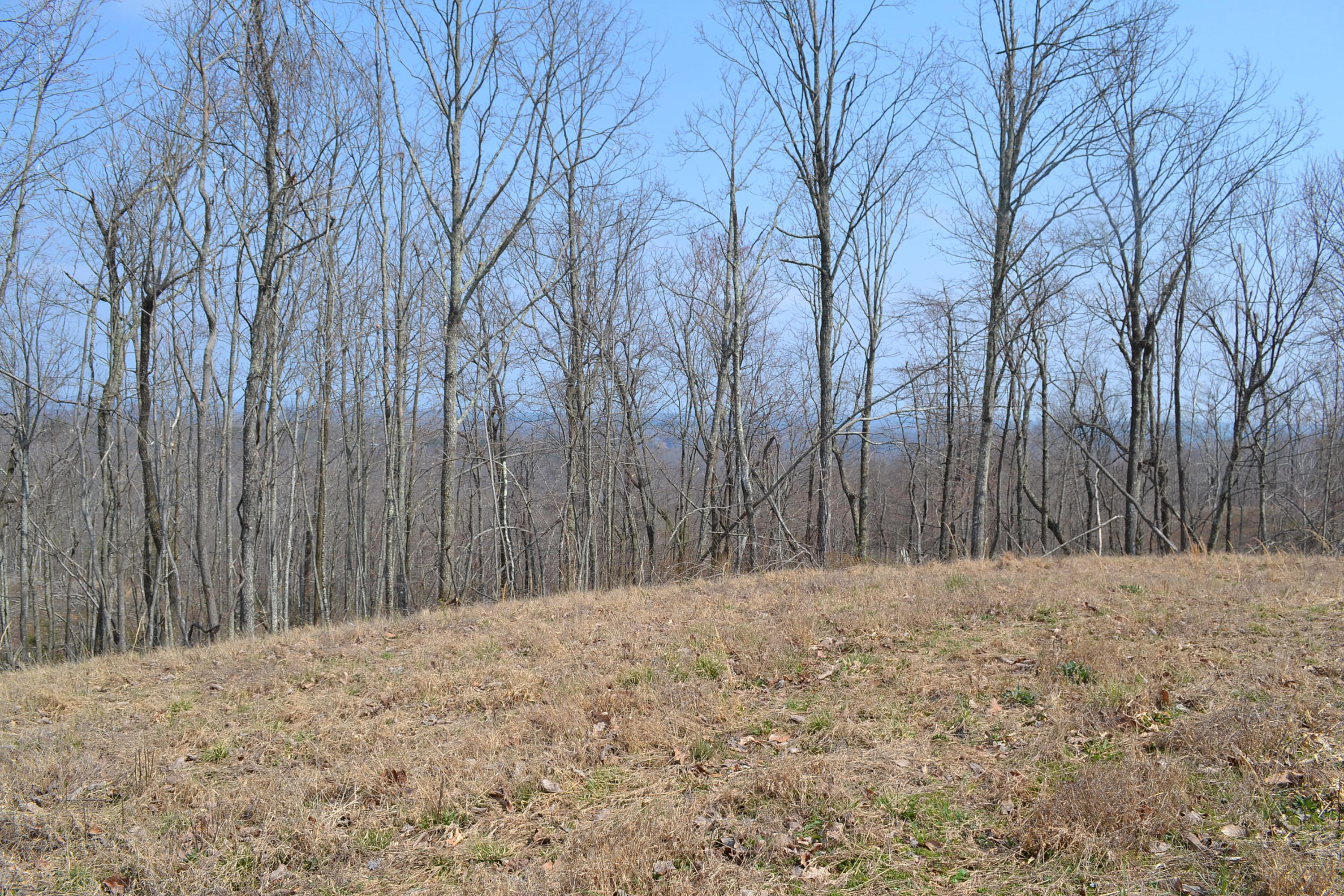 4.9-ac 4.9-ac Briley Road Spring City, TN 37381 - Photo 13 of 16 DSC_0065