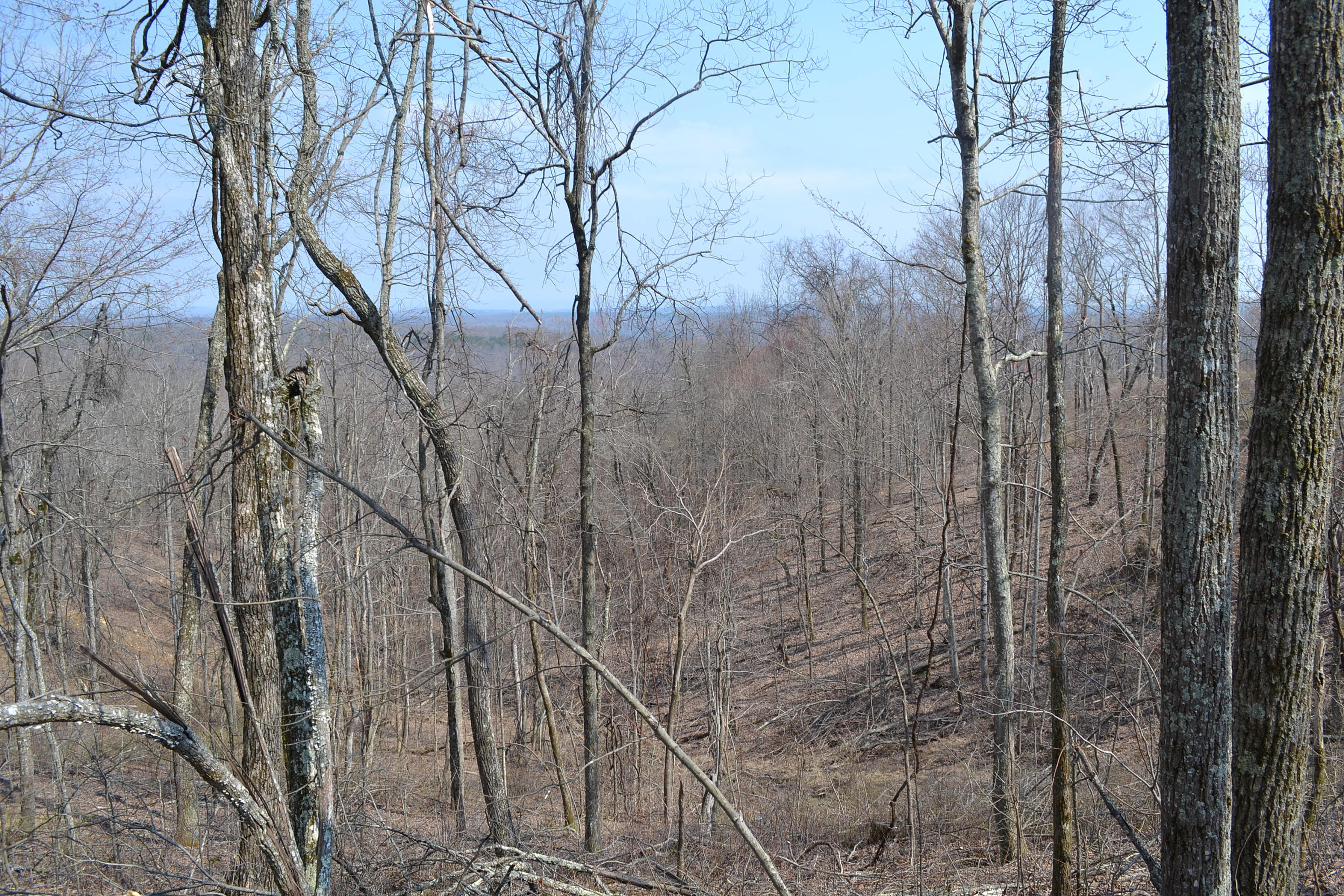 4.9-ac 4.9-ac Briley Road Spring City, TN 37381 - Photo 6 of 16 DSC_0058
