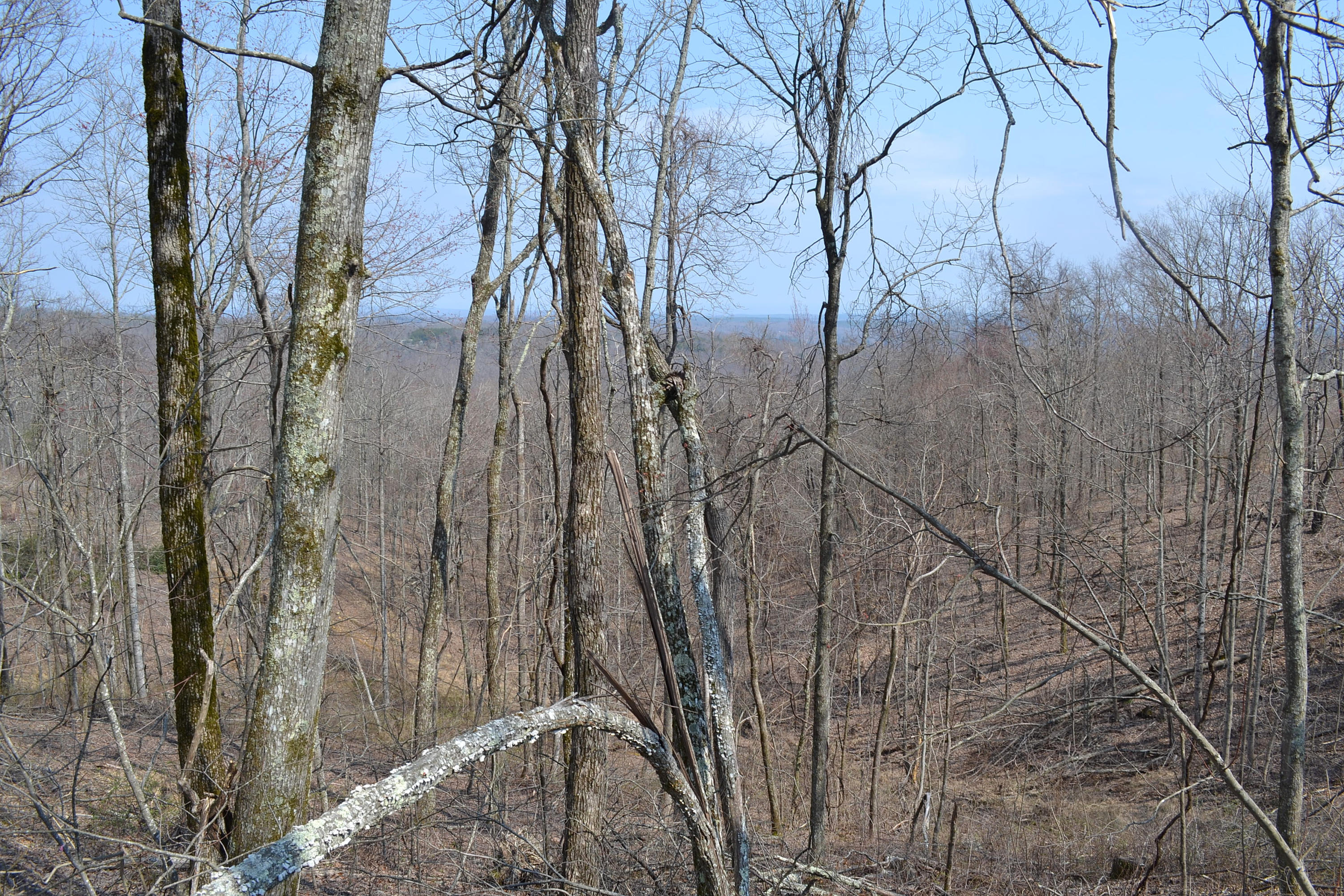 4.9-ac 4.9-ac Briley Road Spring City, TN 37381 - Photo 8 of 16 DSC_0060