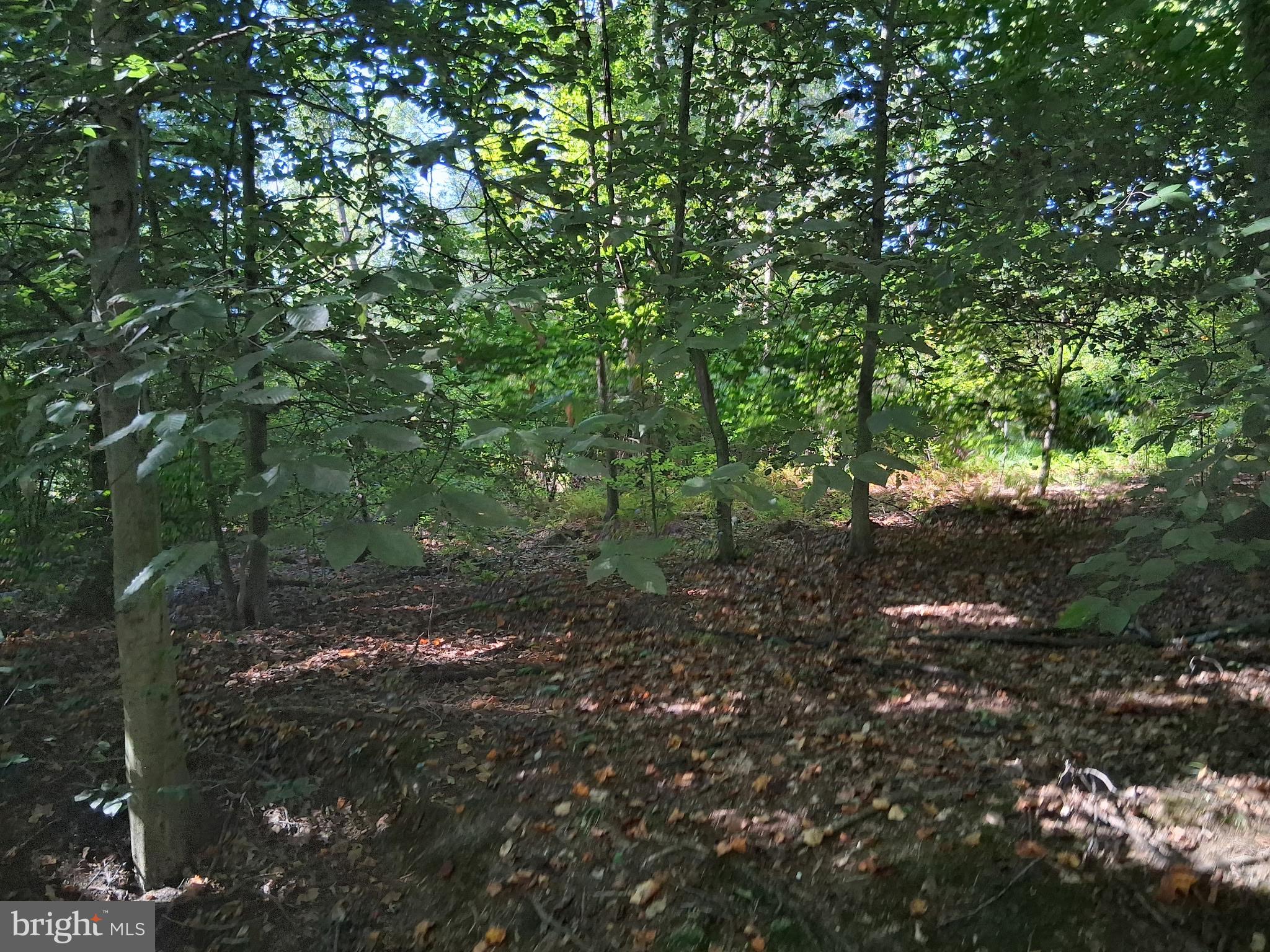 a view of a forest filled with trees