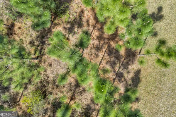 a view of a forest
